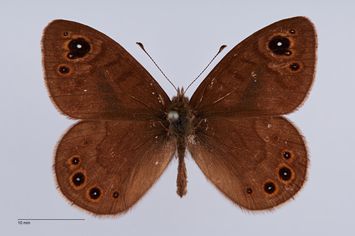 Vorschaubild Lasiommata petropolitana ominata ab. huenei Hirschke, 1910
